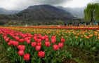 Asia's Largest Tulip Garden